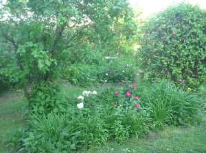 garden in May 002